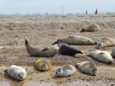 Seals