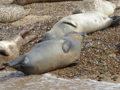 Seals