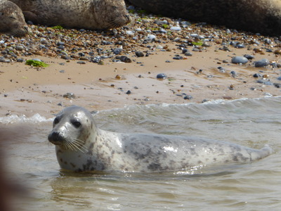 Seals