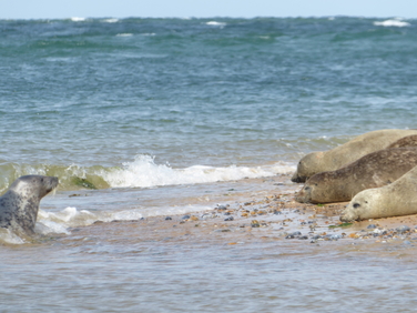 Seals