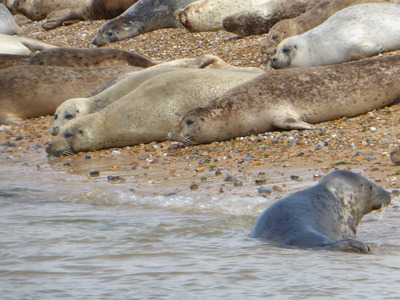 Seals