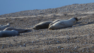 Seals