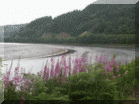 Purple flowers along the Crinan canal