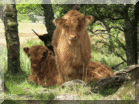 Highland Calf