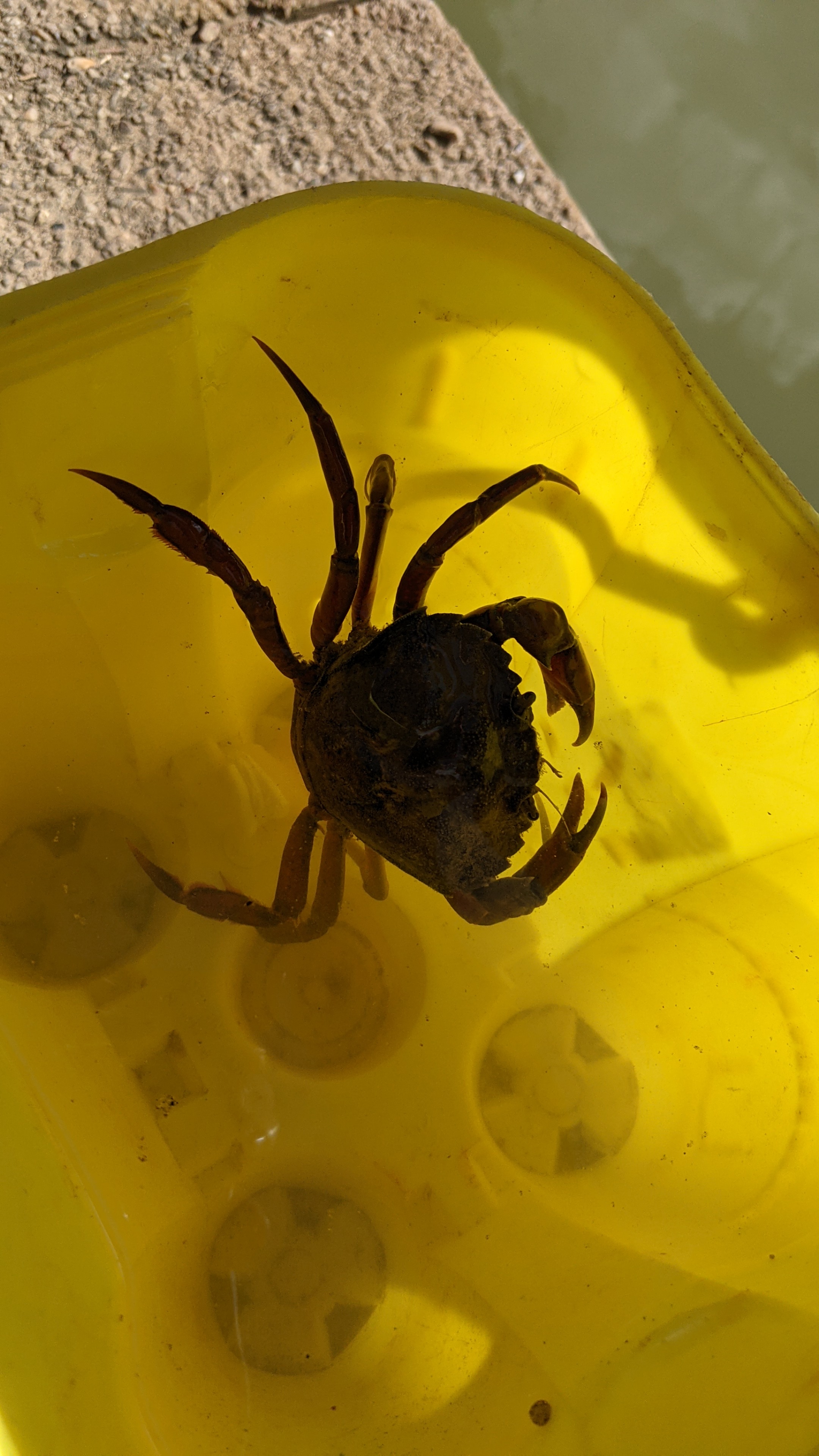 crab in a bucket