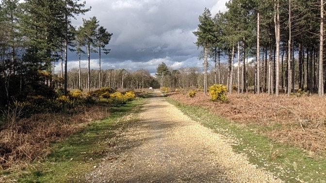 Dunwich forest